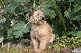 BOUVIER DES ARDENNES 385